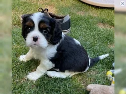 Cavalier King Charles Spaniel