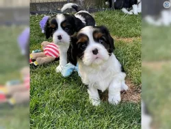 Cavalier King Charles Spaniel