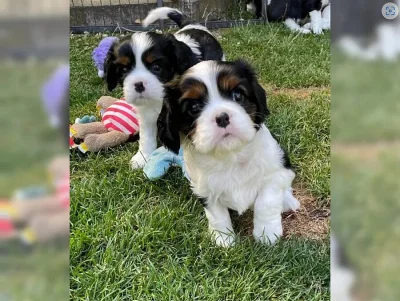 Cavalier King Charles Spaniel