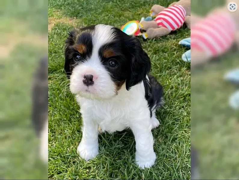 Cavalier King Charles Spaniel