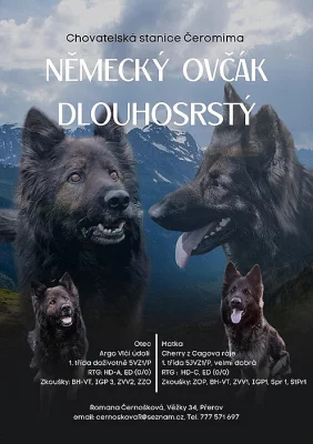 Štěňata Německého ovčáka dlouhosrstá vlkošedá