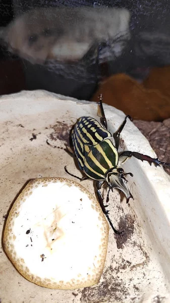Chelorrhina savagei larvy