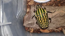 Chelorrhina savagei larvy