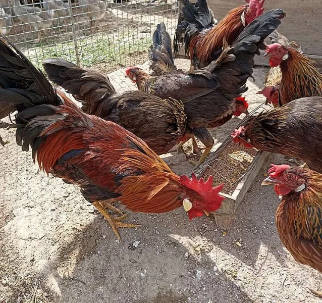 Vlaška koroptví - kmen