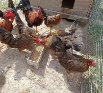 Vlaška koroptví - kmen