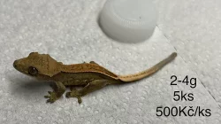 Pagekon Hrbolkohlavý a Řasnatý