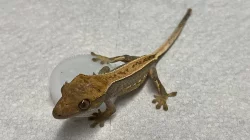 Pagekon Hrbolkohlavý a Řasnatý