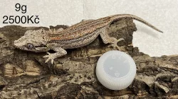 Pagekon Hrbolkohlavý a Řasnatý