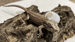 Pagekon Hrbolkohlavý a Řasnatý