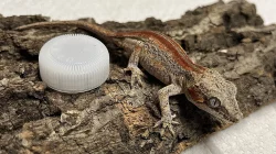 Pagekon Hrbolkohlavý a Řasnatý