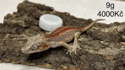 Pagekon Hrbolkohlavý a Řasnatý