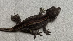 Pagekon Hrbolkohlavý a Řasnatý