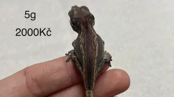 Pagekon Hrbolkohlavý a Řasnatý