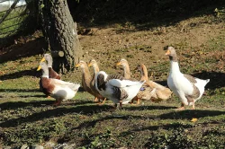 KACHŇATA - KACHNA SASKÁ