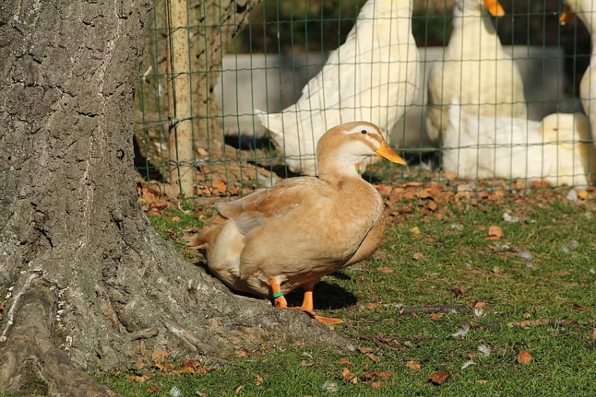 KACHŇATA - KACHNA SASKÁ