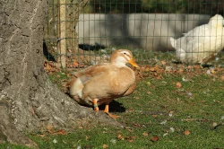 KACHŇATA - KACHNA SASKÁ