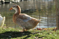 KACHŇATA - KACHNA SASKÁ