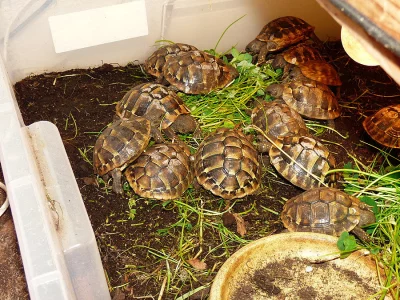 Želva zelenavá (Testudo hermanni)