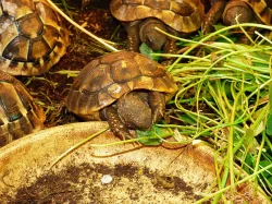 Želva zelenavá (Testudo hermanni)