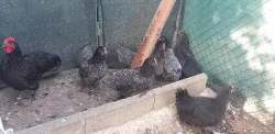Australky velké a Zdrobnělé