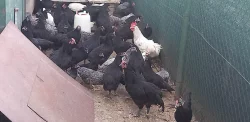 Australky velké a Zdrobnělé