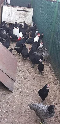 Australky velké a Zdrobnělé