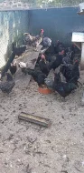Australky velké a Zdrobnělé