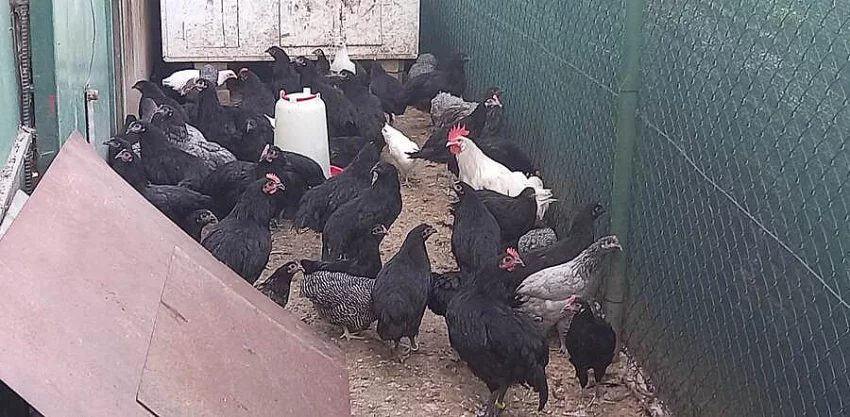 Australky velké a Zdrobnělé