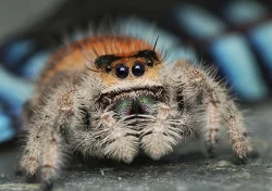 Skákavka královská - phidippus regius Everglades, phidippus regius Bahamas