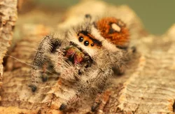 Skákavka královská - phidippus regius Everglades, phidippus regius Bahamas