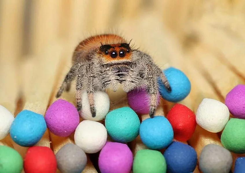 Skákavka královská - phidippus regius Everglades, phidippus regius Bahamas