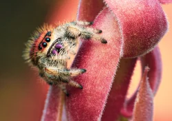 Skákavka královská - phidippus regius Everglades, phidippus regius Bahamas