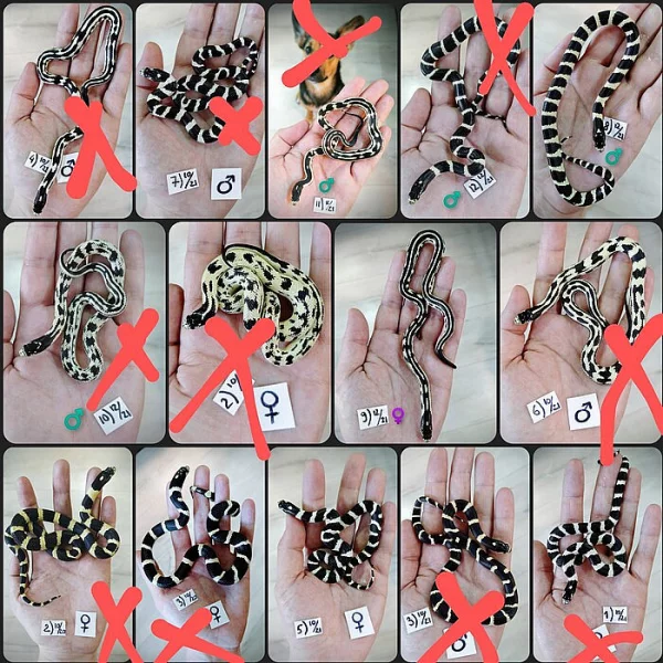 Lampropeltis californiae