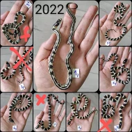 Lampropeltis californiae