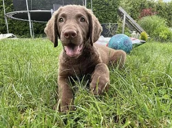 Chesapeake bay retriever s PP(jako hnědý labrador)