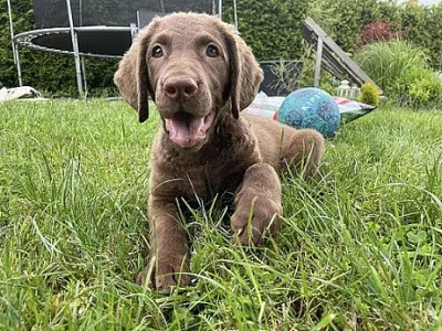 Chesapeake bay retriever s PP(jako hnědý labrador)