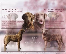 Chesapeake bay retriever s PP(jako hnědý labrador)
