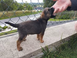 Štěňě border terier s PP- pejsek