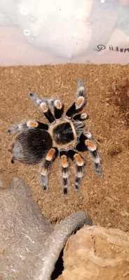 Brachypelma hamorii