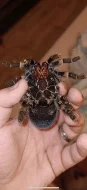 Brachypelma hamorii