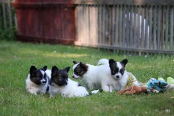 Papillon, Malý kontinentální španěl s PP