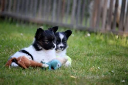 Papillon, Malý kontinentální španěl s PP