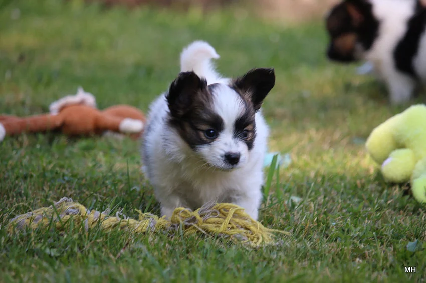 Papillon, Malý kontinentální španěl s PP