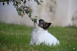 Papillon, Malý kontinentální španěl s PP