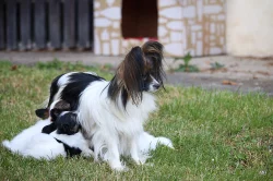 Papillon, Malý kontinentální španěl s PP