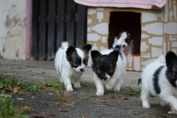 Papillon, Malý kontinentální španěl s PP