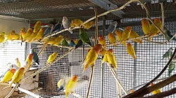 Agapornis ružohrdly opalin