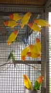 Agapornis ružohrdly opalin