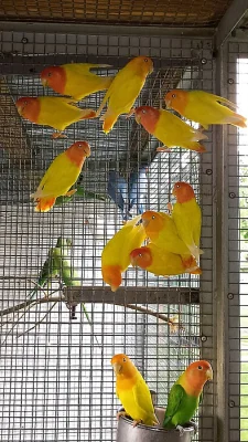 Agapornis ružohrdly opalin