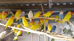 Agapornis ružohrdly opalin
